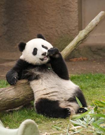 Fotografia oso panda aristocrata