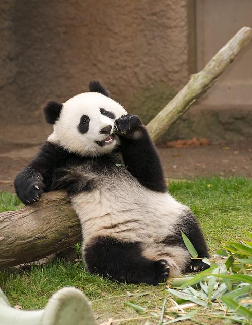 Fotografia oso panda aristocrata 