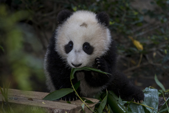 Fotografia oso panda Fotografia osito panda con la cara sucia 