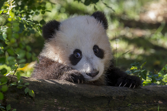 Fotografia tierno osito panda