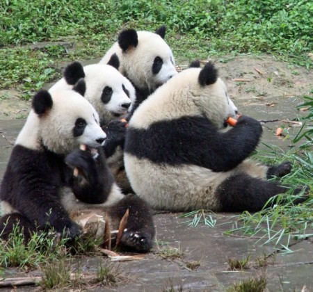 Fotografia osos panda comiendo