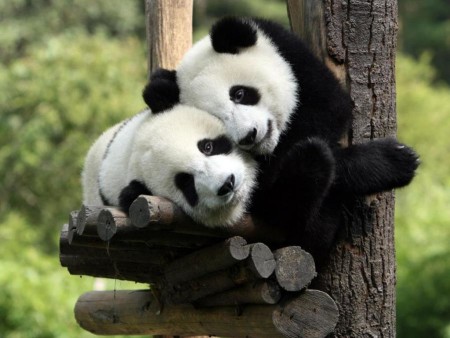 Fotografia dos tiernos osos panda