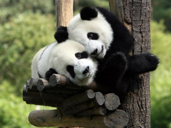 Fotografia dos tiernos osos panda