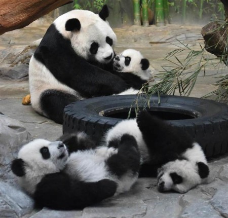Imagen de familia de osos panda