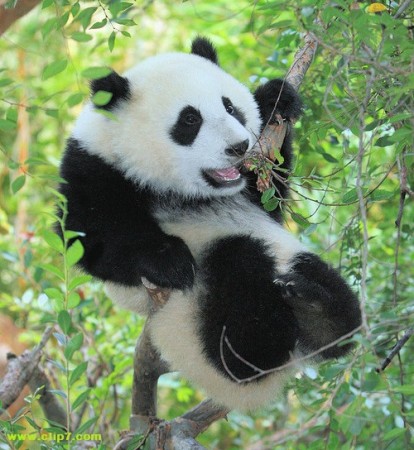 Imagen oso panda en un arbol