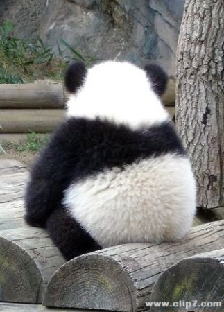 Fotografia oso panda dando la espalda