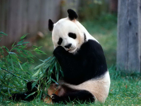 Imagen oso panda comiendo bambu