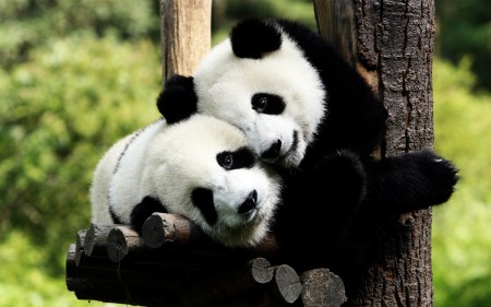 Imagen dos osos pandas cariñosos