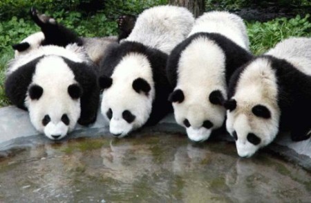 Imagen osos panda bebiendo agua de una laguna