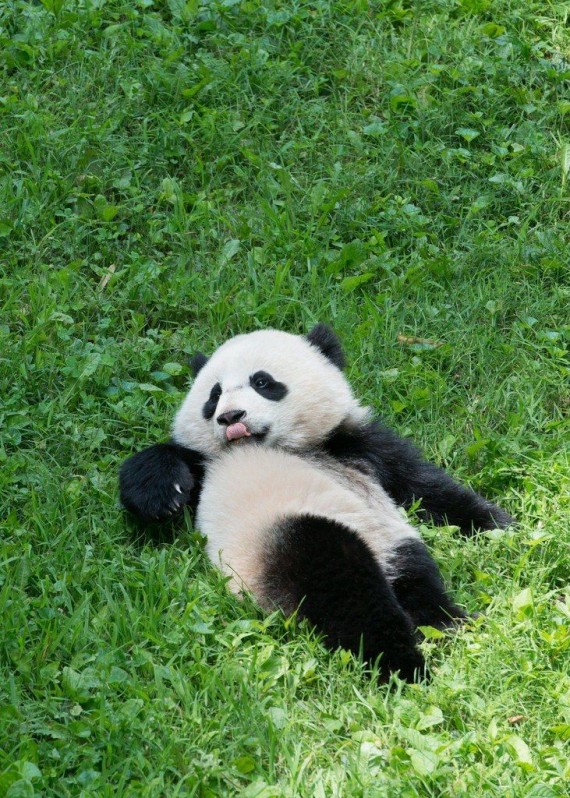 Imagenes osos panda