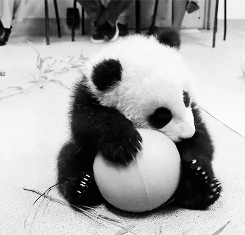 Tierna imagen de osito panda jugando con una pelota 
