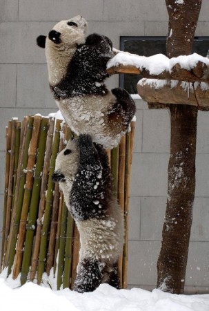 Oso panda ayudando a su amigo a subir