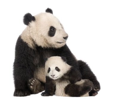osa panda con su cria  