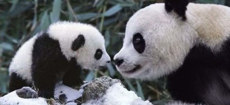 imagenes osos panda