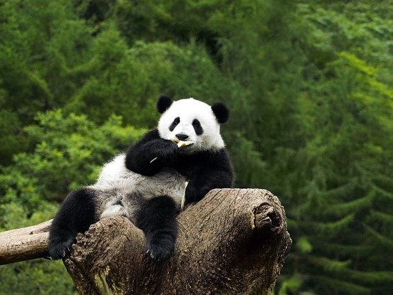 Imagenes osos panda