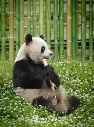 Imagen oso panda comiendo 