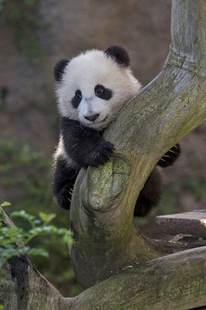 Imagen osito panda trepando