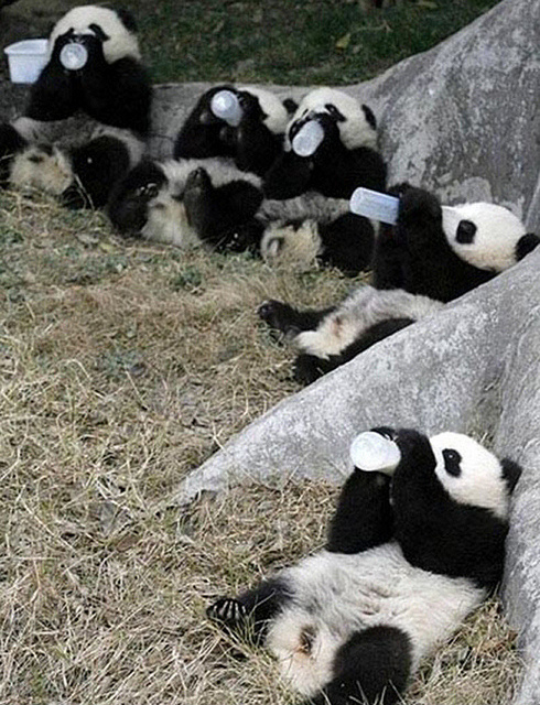 Monton de ositos panda tomando su biberon al aire libre
