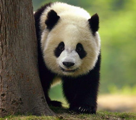 Fotografia gran oso panda