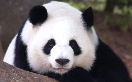 Fotografia oso panda 