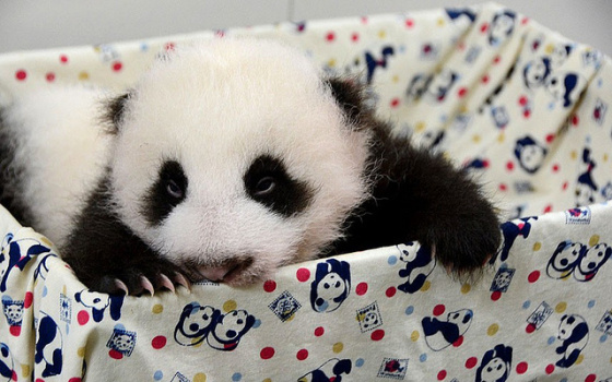 Imagen osito panda bebe