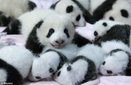 foto osos pandas bebes