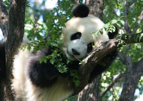 Imagen oso panda descansando entre ramas