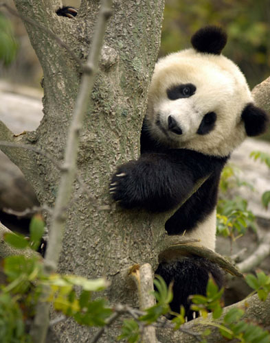 Imagen oso panda jugando en un arbol