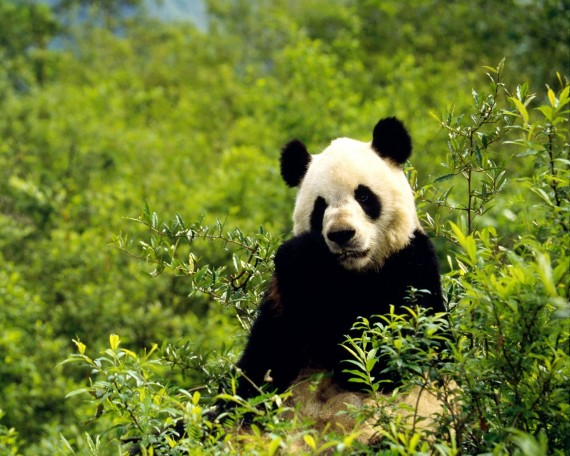 imajenes osos pandas