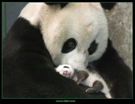Fotografia mama osa panda con osito panda bebe