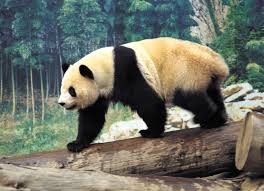 imagen oso panda