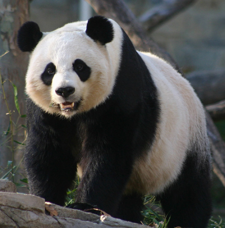 Foto gran oso panda