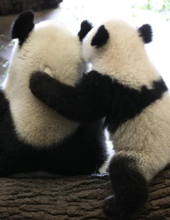 Fotografia osos pandas amistosos