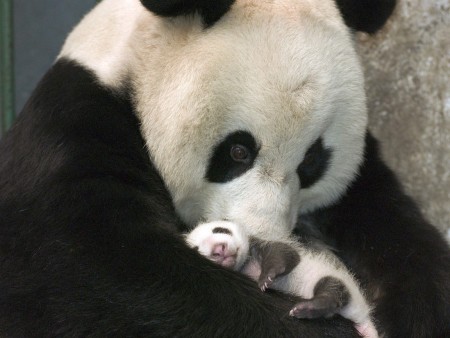 Imagen osa panda con su bebe
