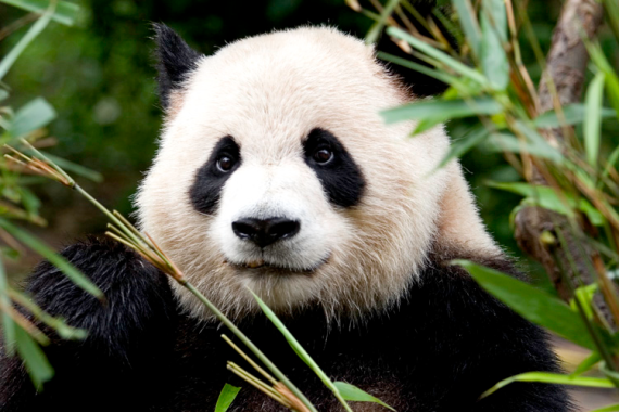Imagen hermoso oso panda