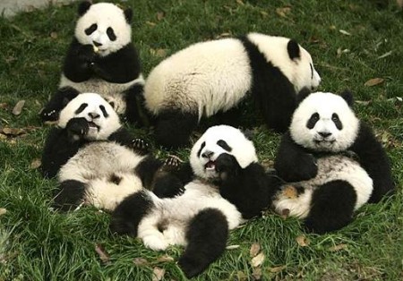 Foto gran familia de osos panda