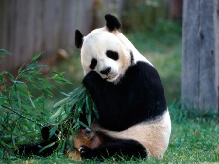 Tierna imagen de oso panda