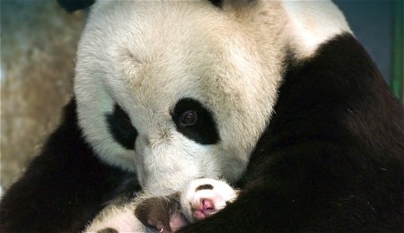 Tierna imagen osa panda con su bebe panda