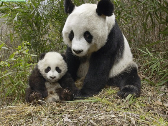 osos panda gigantes