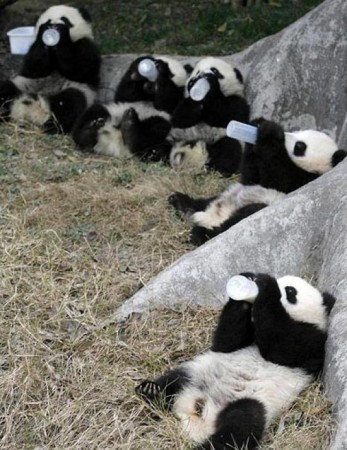 imagenes de osos panda