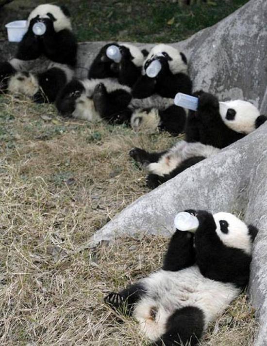 Imágenes de osos panda bebés