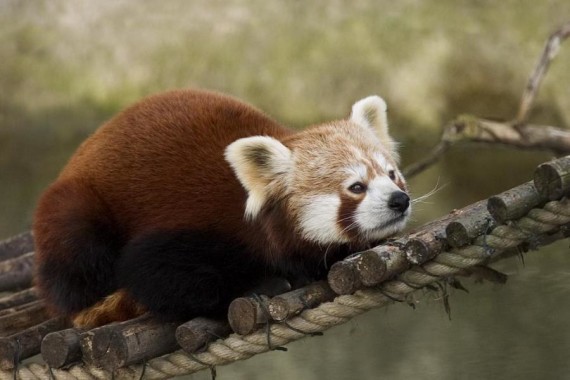 fotos de oso panda