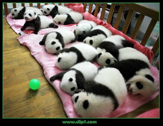 Imágenes de osos panda bebés en guarderia