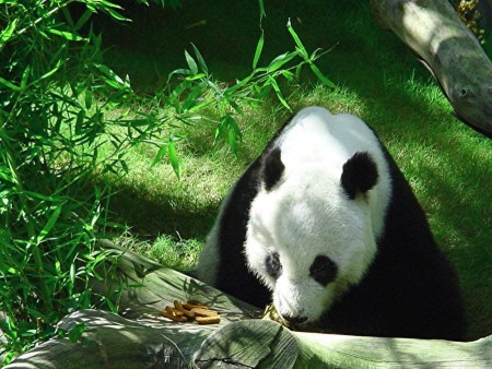 Fotografia oso panda