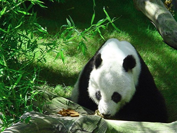 Fotografia oso panda - imagenes de osos panda