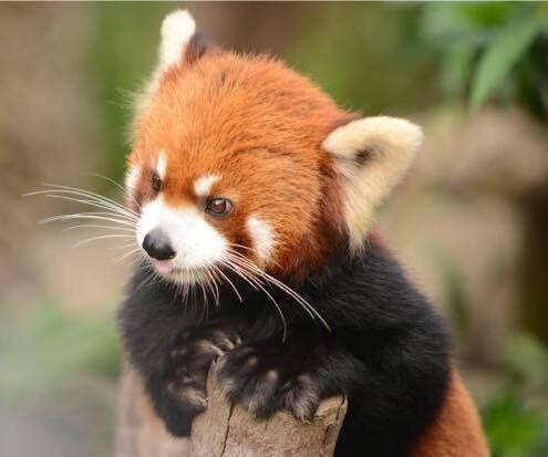 Tierna imagen oso panda rojo - fotografia