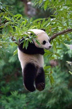 Foto oso panda jugando en un arbol