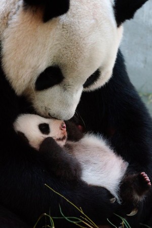 Tierna foto de osa panda con su cria bebe
