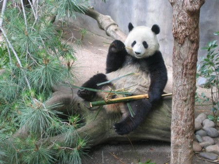 Foto imagen oso panda encaramado en un arbol
