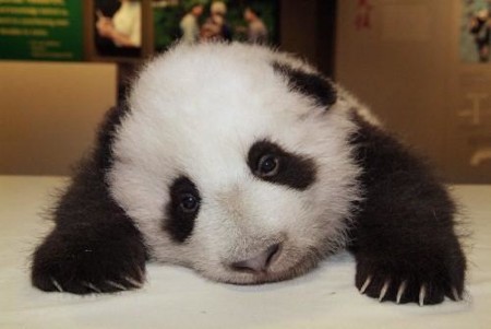 Foto oso panda bebe